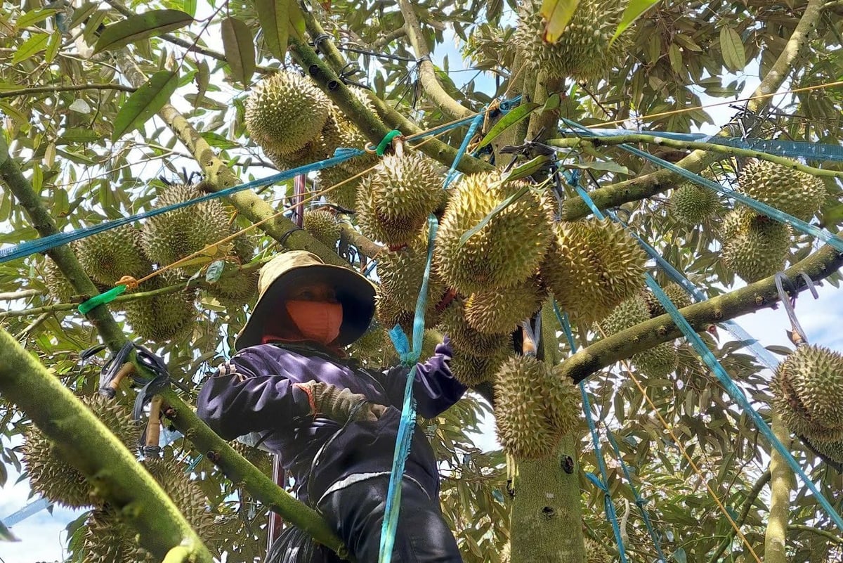 Cây ăn quả, trụ cột mới của nông nghiệp Đắk Nông