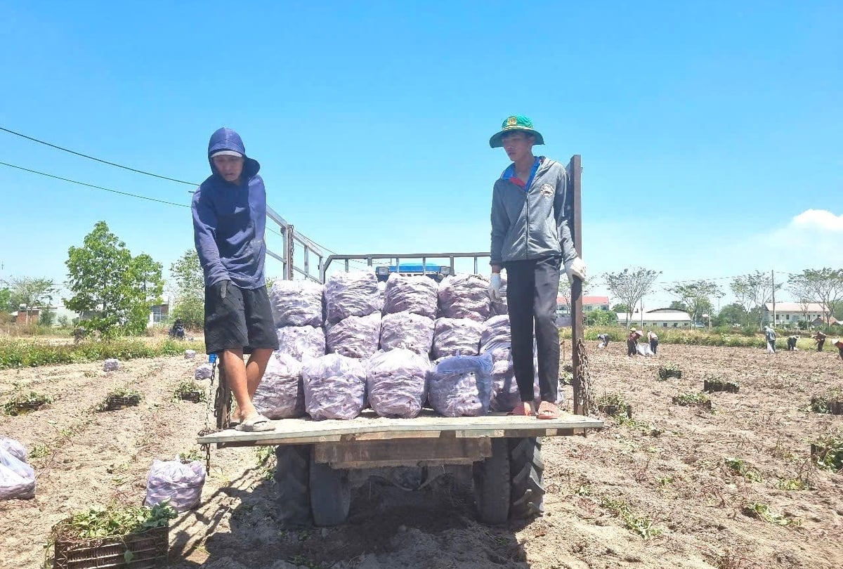 THẮNG LỢI KÉP VỤ THU HOẠCH KHOAI LANG